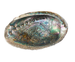 Abalone Shell